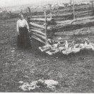 Marie Julie Allard s'occupe de ses oies sur la ferme de son fils Joseph qui était située à l'entrée du village de Weedon.